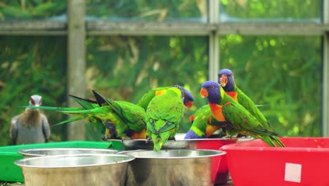 Mehrfarbige-Gruppe-Von-Vögeln,-Die-Zusammen-Aus-Derselben-Schüssel-In-Einem-Glashaus-Fressen-Holzrahmen-Im-Hintergrund-Ein-Grauer-Vogel-Allein,-Der-Aus-Einer-Anderen-Schüssel-Neben-Ihnen-Frisst