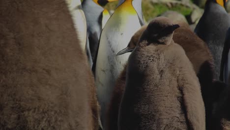 gran pollito de pingüino rey parado al sol junto a su padre