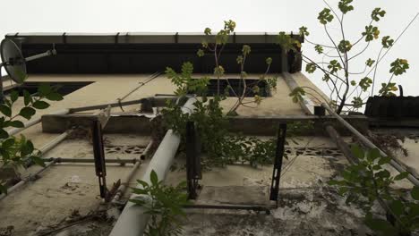 un pájaro común de la ciudad posado sobre plantas que crecen en los muros de hormigón en la ciudad de bahru, malasia