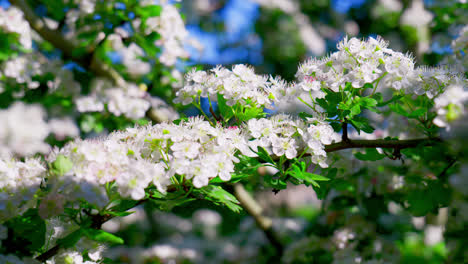 hawthorn blossom moving gently in the summer breeze