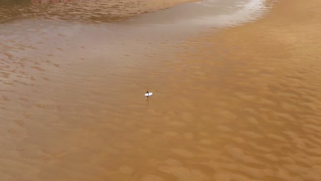 Vista-Aérea-De-Drones-De-La-Reserva-De-La-Biosfera-De-Urdaibai-En-Mudaka-En-El-País-Vasco