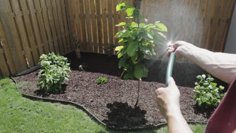 Toronto,-Kanada---Mann,-Der-Die-Pflanzen-Im-Garten-Mit-Einem-Wasserschlauch-Gießt---Nahaufnahmeaufnahme