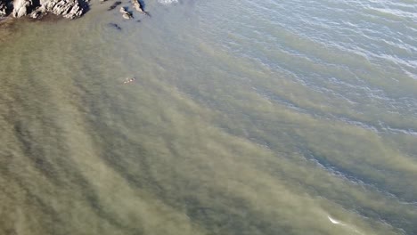 Aerial-drone-revealing-a-swimmer-in-the-sea-swimming-under-a-huge-cliff-and-rock-formation---Lee-Bay,-Beach,-Ilfracombe,-Devon,-England