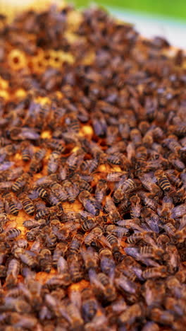 close up view of honeybee harvesting apiary. insects natural honey making. vertical video