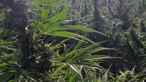 cerca de plantas de cáñamo en un campo.