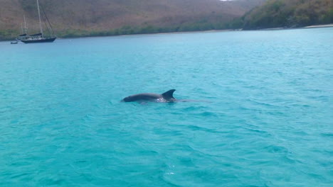 dolphin playing in maho bay on st