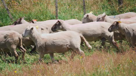 ovejas recién afeitadas que regresan al campo de hierba pasando cerca, soleado