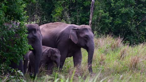 Los-Elefantes-Asiáticos-Son-Especies-En-Peligro-De-Extinción-Y-También-Son-Residentes-De-Tailandia