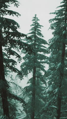 snow-covered pine trees in a foggy winter forest