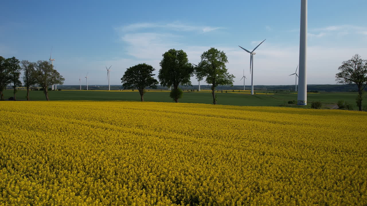 여름에 골든 카놀라 필드 뒤의 도로에서 회전하는 풍력 터빈과 운전 자동차 - 공중 광범위한  ⁇