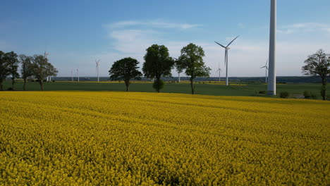 rotating wind turbine and driving cars on road behind golden canola field in summer - aerial wide shot