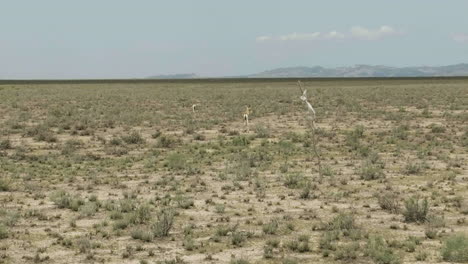 goitered gazelle antelopes looking for food in arid vashlovani steppe