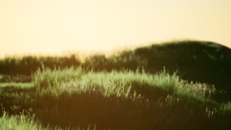 green field at sunrise with blue sky