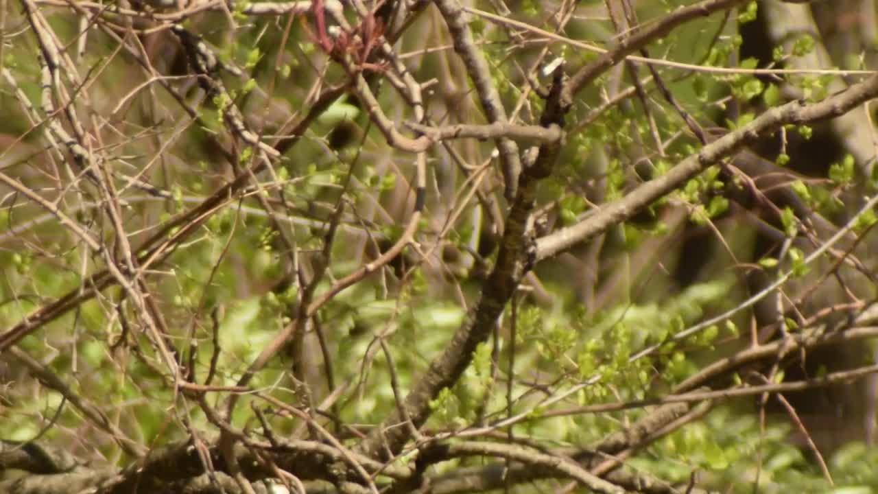 Blue Jay in the Wind and Takes Off