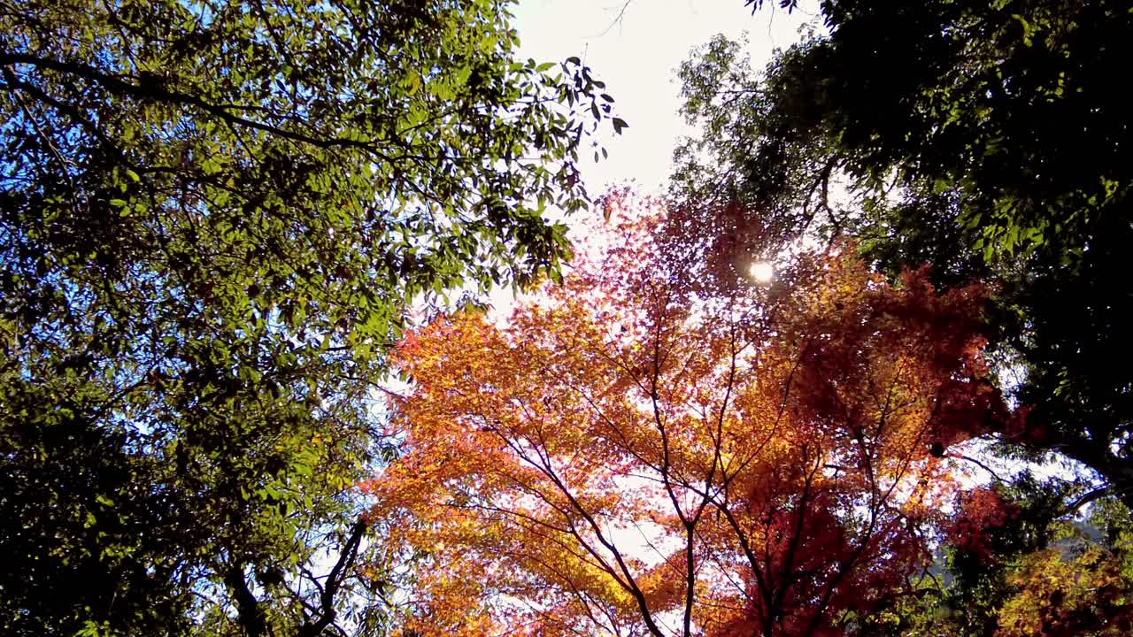 Mount Takao Day Trip: Explore Tokyo's Favorite Mountain