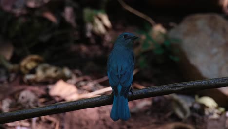 encaramado en una rama por encima del baño de pájaros mientras toma un poco de ducha del agua que cae, el cazaflies verditer eumyias thalassinus, tailandia