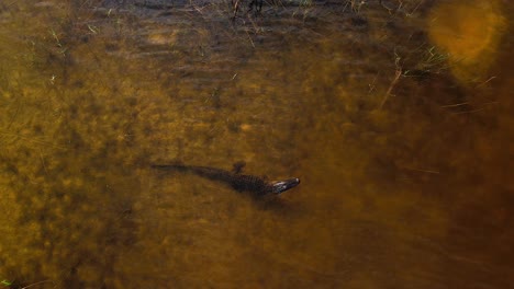 Eine-Weichschildkröte-Nähert-Sich-Versehentlich-Einem-Alligator-Und-Beschließt-Zu-Gehen