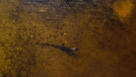 la tortuga de concha blanda se acerca accidentalmente al cocodrilo y decide irse.