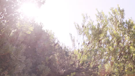 hombre corriendo en el bosque