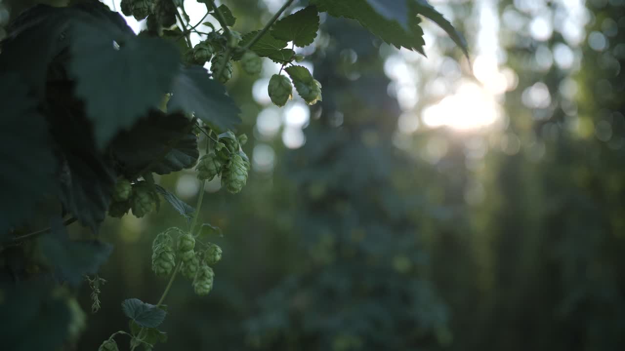 Hop cones recorded with a moving camera, beautiful sun, green plants, hop detail, hop cone, leaves