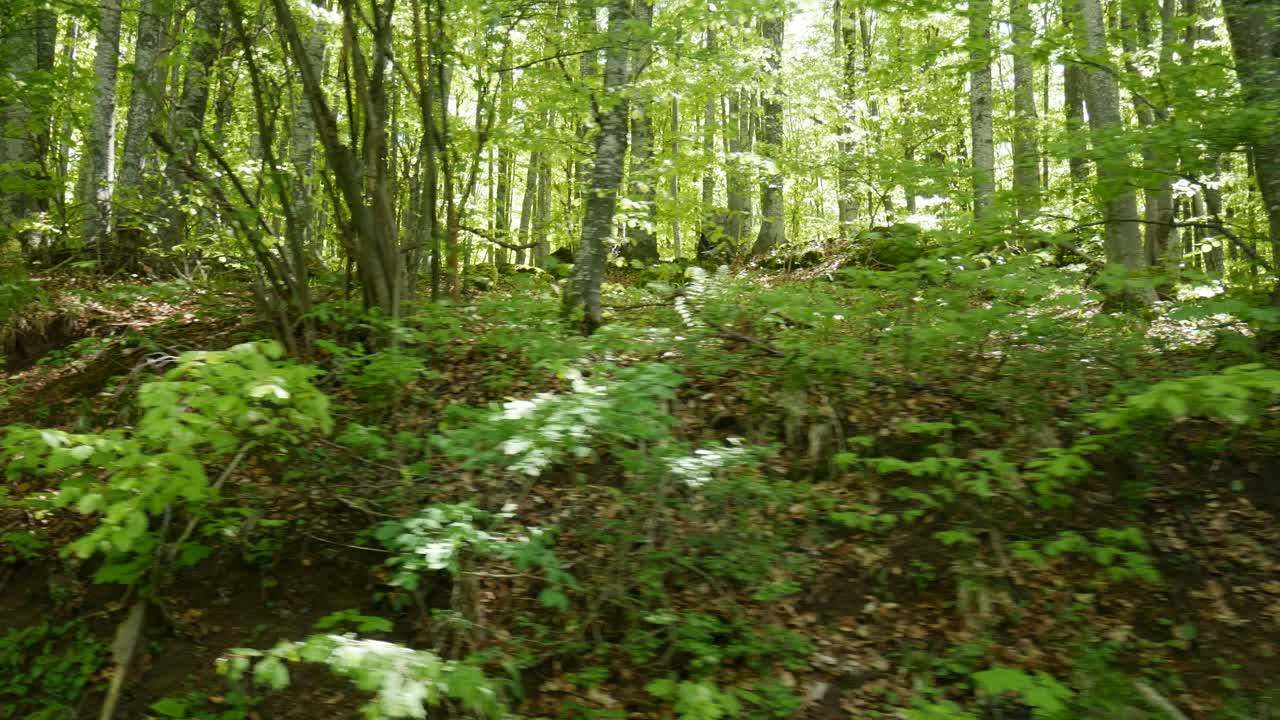 bosque de primavera verde fresco