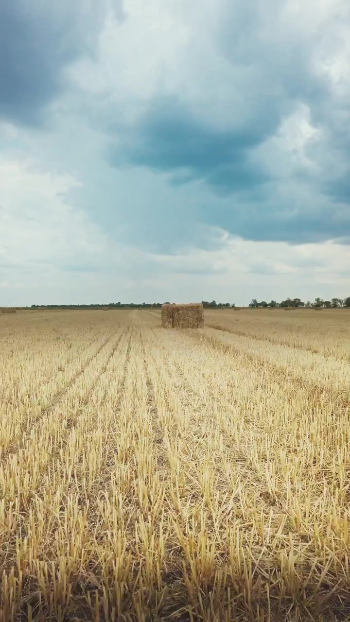 Video verticale di balle di paglia quadrate sparse in un campo di grano dorato mietuto con un aspetto da pellicola vintage nostalgico, colori retrò caldi e cielo estivo blu in campagna