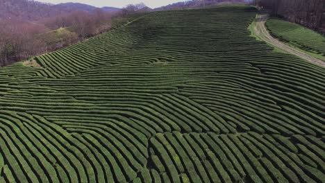 top view of green shrubs of whole tea, the trees are planted close to each other