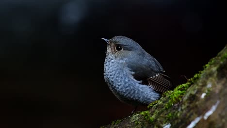 plumbeous water redstart, phoenicurus fuliginosus