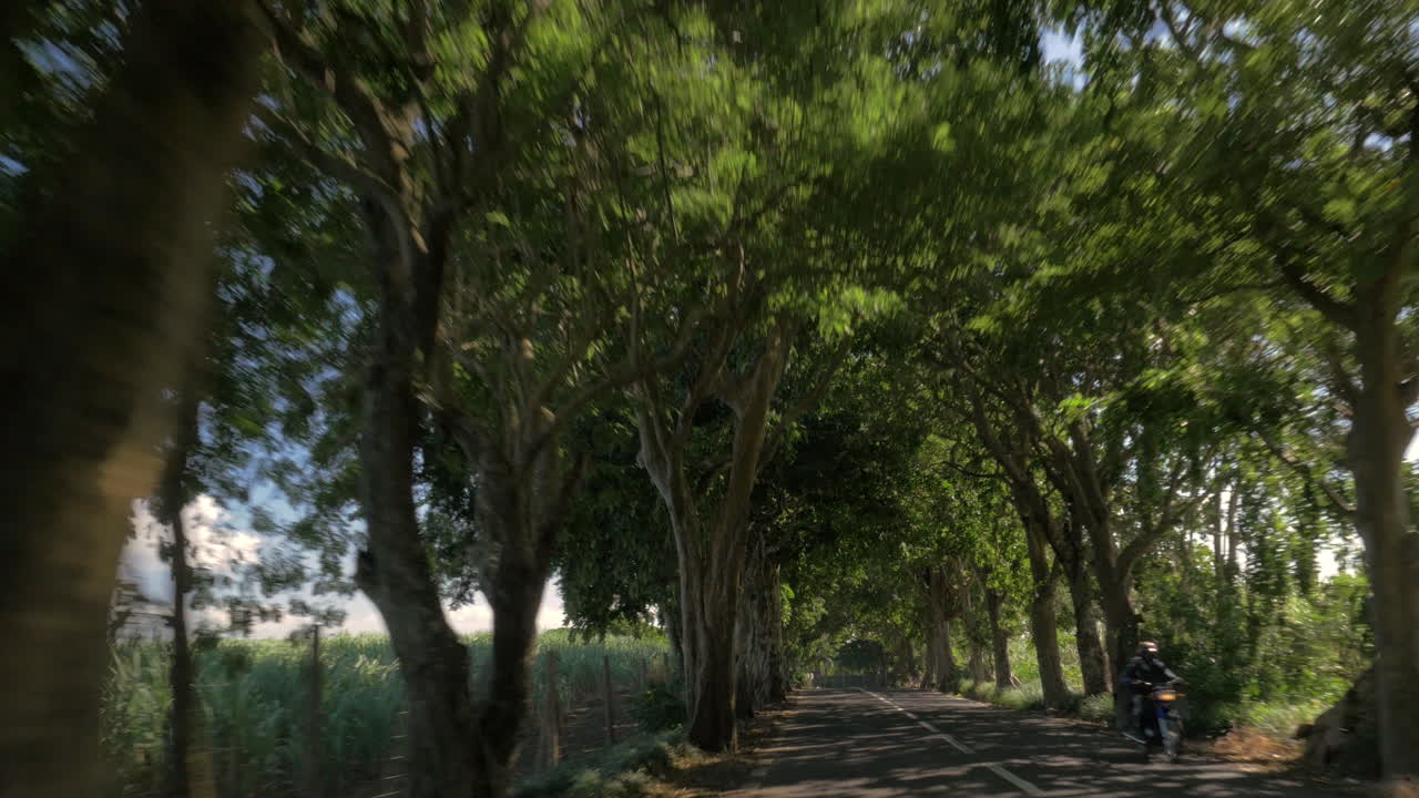 나무와 사탕수수 농지와 함께 도로에서 운전