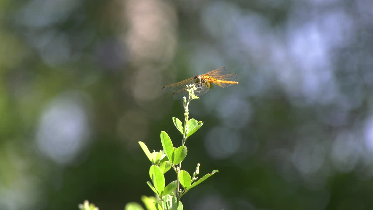 Slow Motion of a dragonfly resting and flying off a flower at the Singapore Botanic Gardens