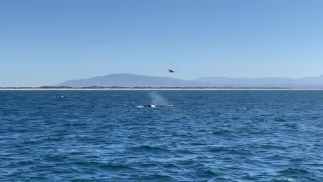 whales in monterey bay, california