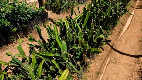 filas de plantas de pitahaya de frutas de dragón jóvenes creciendo