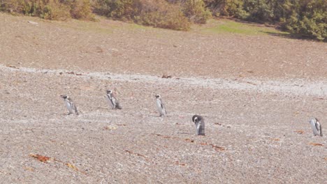 Una-Pequeña-Bandada-De-Pingüinos-De-Magallanes-Camina-Por-La-Orilla-Arenosa-De-La-Patagonia.