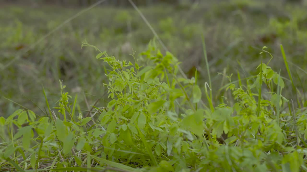 las hojas verdes de los árboles se mecen con el viento