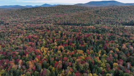 endless landscape of autumn forest with colorful fall foliage