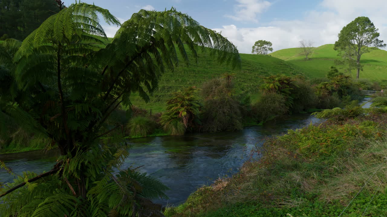 una foto ancha de un helecho en primer plano con el río detrás en blue spring putaruru, nueva zelanda
