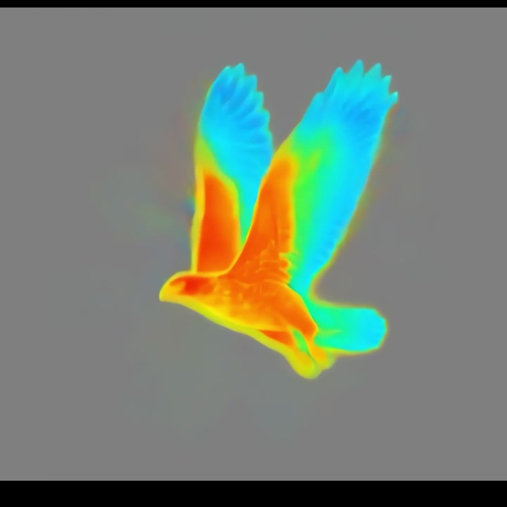 Thermal Imaging of an Eagle Flying with Flapping Wings
