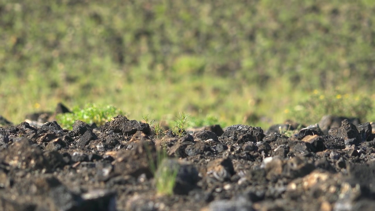 Small Birds Foraging on Volcanic Rock Landscape