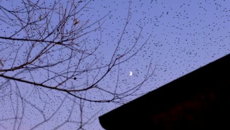 watching huge flock of millions of starling birds overhead flying home to roost in somerset, west country, england