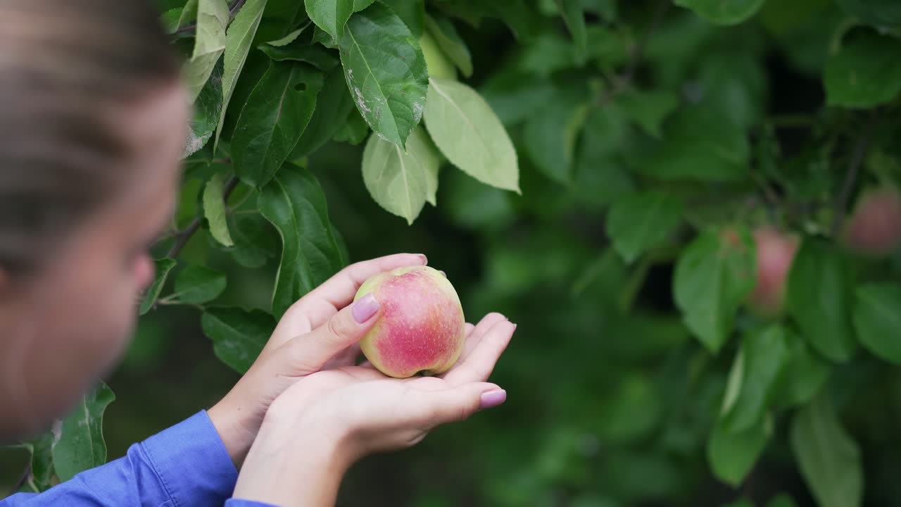 Young girl picks a ripe red apple from a tree