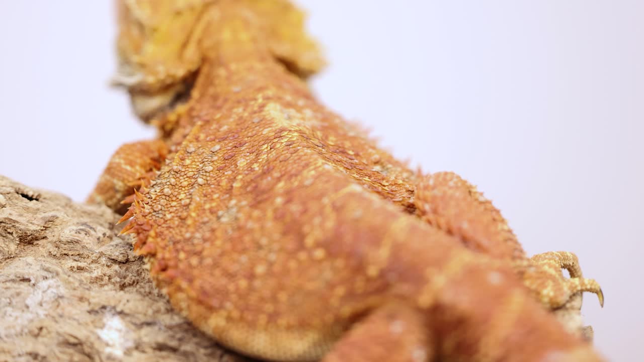A bearded dragon rests on a rock, showcasing its textured scales under bright lighting