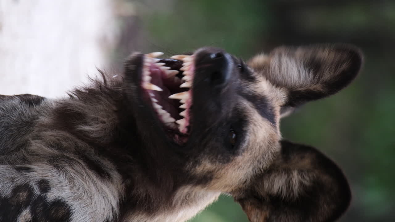 Vertical - African Wild Dog Yawns And Looks At Camera