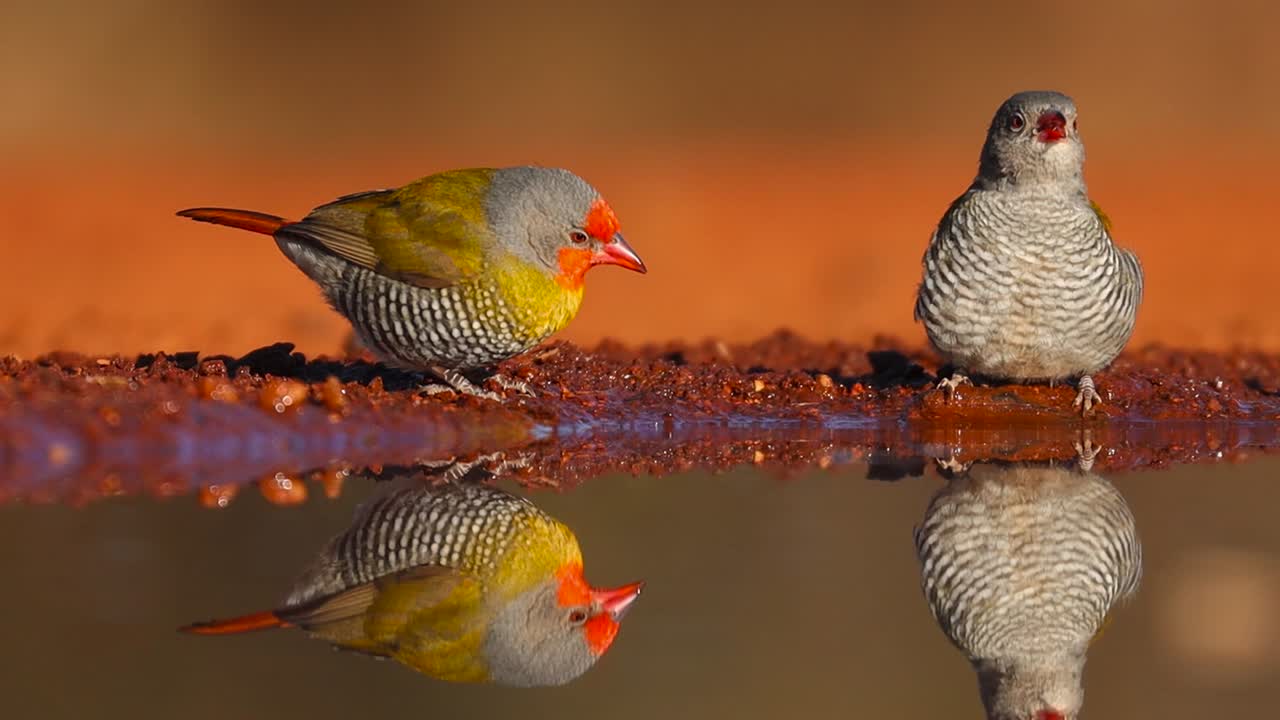 una foto de cuerpo completo de un par de pitilias de alas verdes y sus reflejos mientras beben, gran kruger