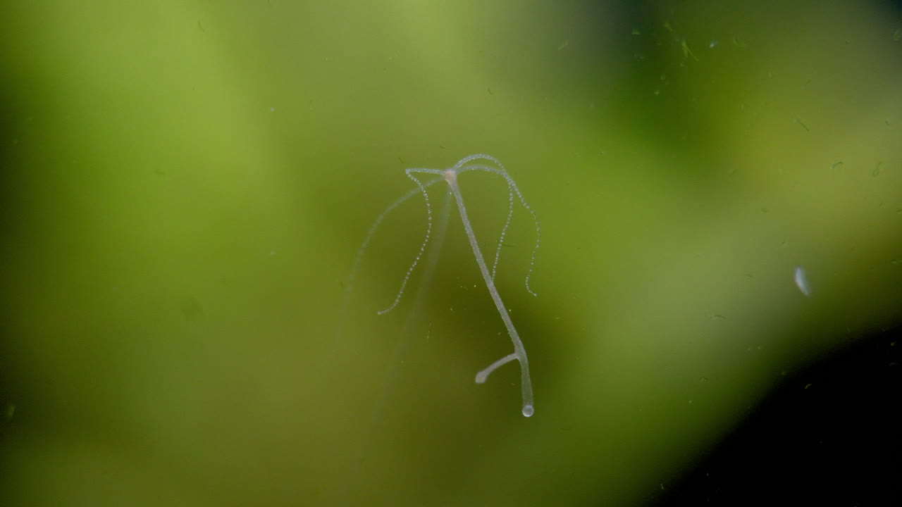 원생동물이 히드라까지 헤엄쳐 올라가서 히드라의 쏘는 촉수를 만진 다음 재빨리 물러나 헤엄쳐 갑니다