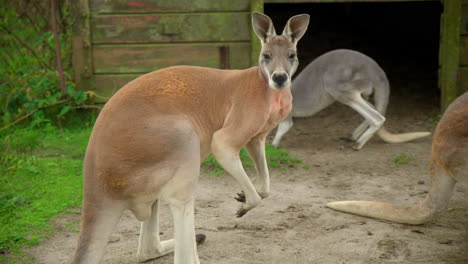 kangaroo with muscles flexing in a zoo close