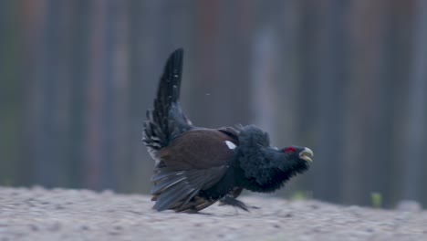 Male-western-capercaillie-roost-on-lek-site-in-lekking-season-close-up-in-pine-forest-morning-light