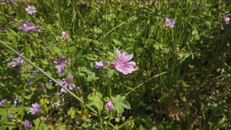 Ein-Schmetterling-Sitzt-Auf-Einer-Violetten-Malva-Sylvestris-Blume-Und-Fliegt-Dann-Davon