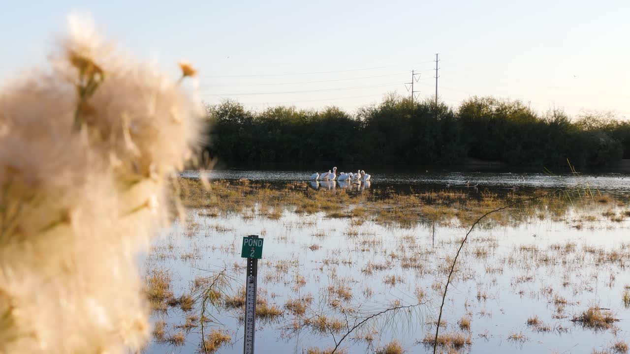 사막의 빗자루가 피는 애리조나 보존 구역에 앉아 있는 미국 펠리칸 가족
