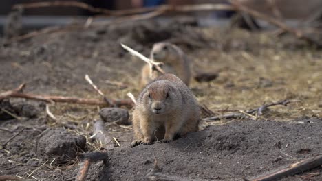 small cute prairie dogs looking at camera with blurred out people moving in far background - zoo