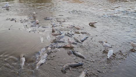 gulls feasting on dead salmon in a river